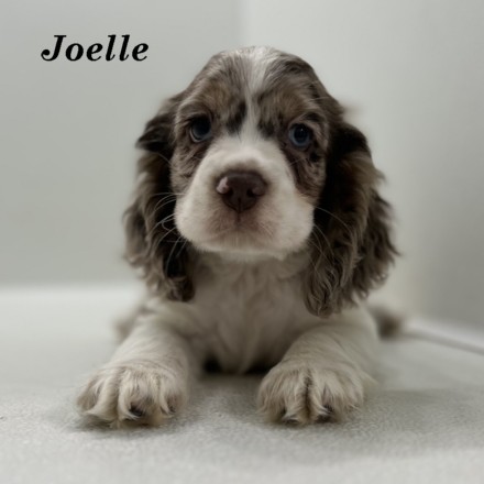puppy, for, sale, Cocker Spaniel, Joe & Cherri  Overlease, dog, breeder, Miller, MO, dog-breeder, puppy-for-sale, forsale, nearby, find, puppyfind, locator, puppylocator, aca
